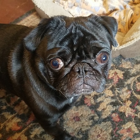 Meet your Posher, Angel - Picture 2 of 4